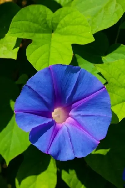 bloom blossom blue