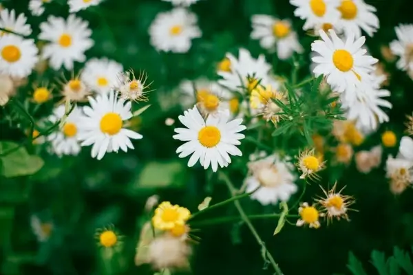 bloom blossom botany bright chamomile closeup field