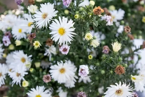 bloom bright chamomile detail flora flower garden