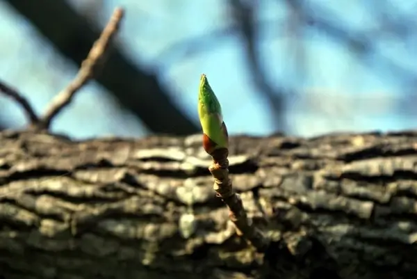 blooming twig