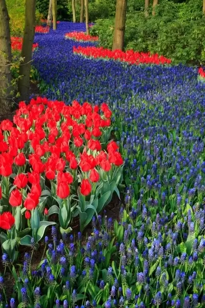 blue and red flower bed