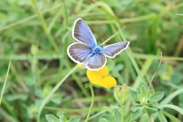blue butterfly flowers