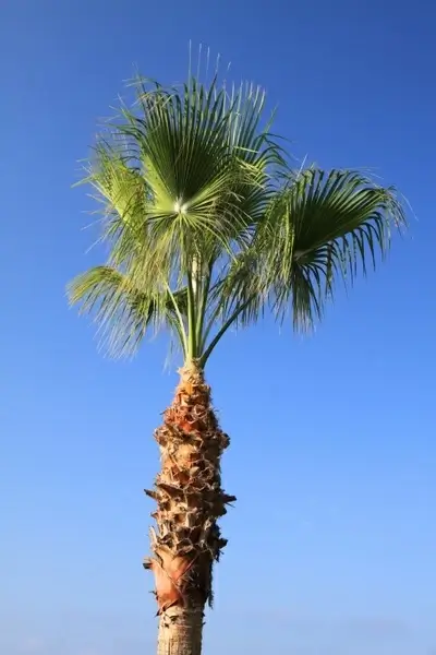blue coconut green