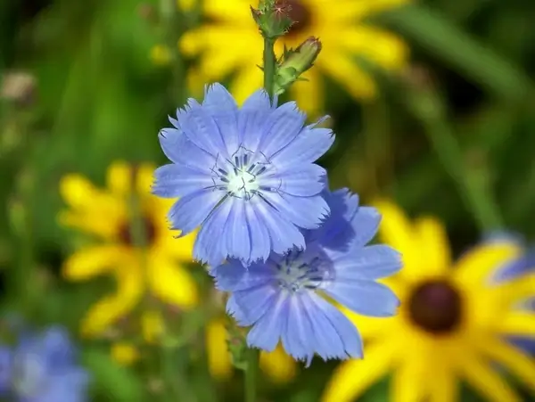 blue cornflower