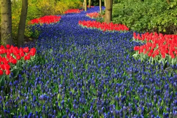 blue flower bed