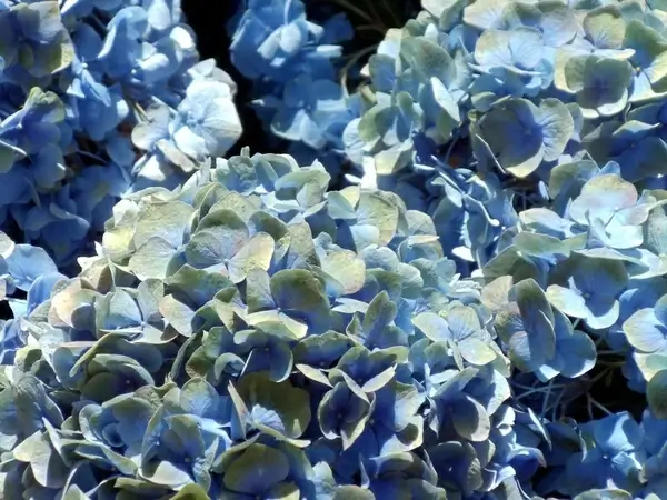 blue hydrangea flowers