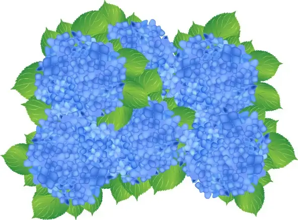 blue hydrangea flowers