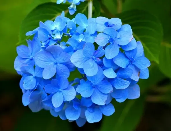blue hydrangea hortensia plant
