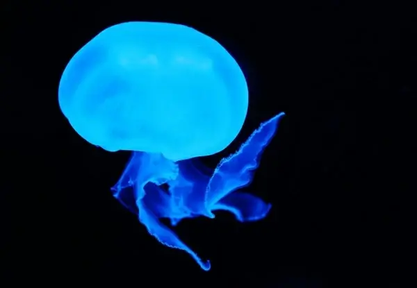 blue jellyfish