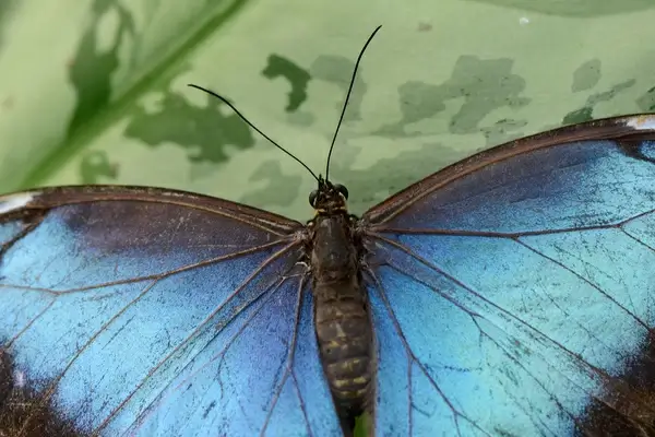 blue morpho