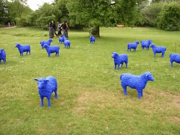blue sheep blue sheep