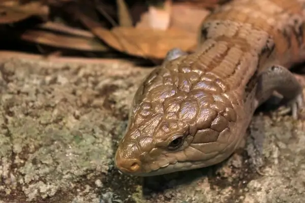 blue tongued skink