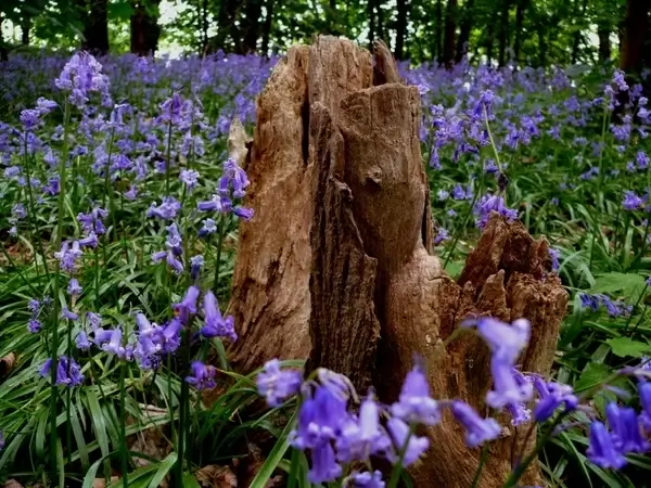 bluebells
