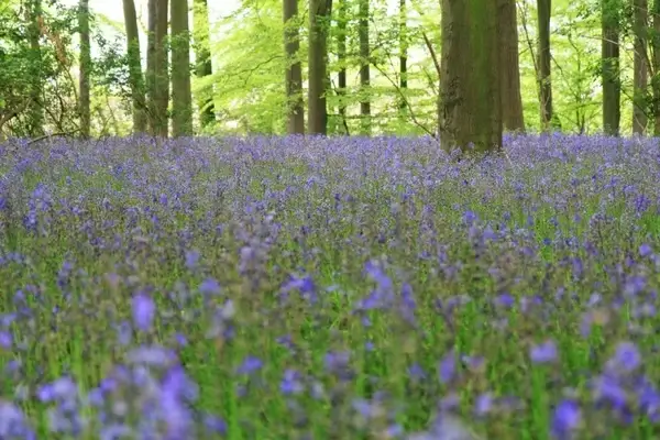 bluebells in woods