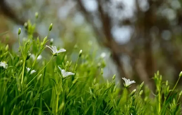 blur closeup field flower forest garden grass