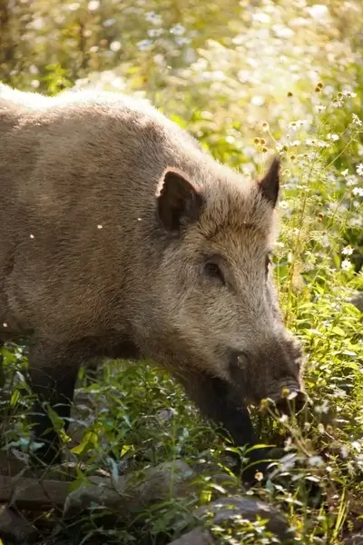 boar