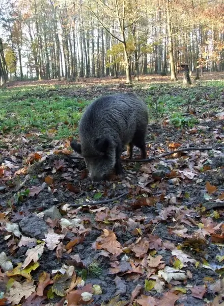 boar