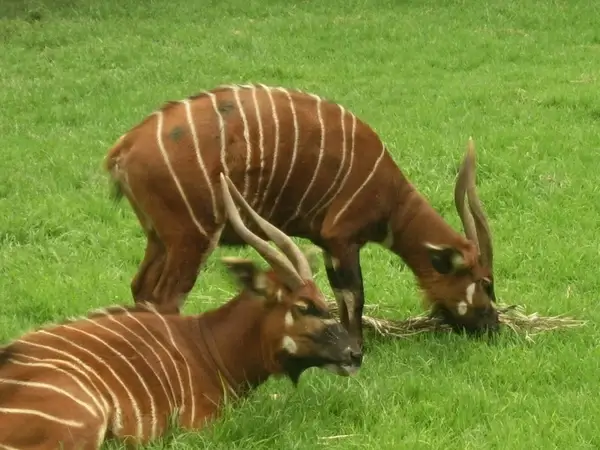 bongo antelope