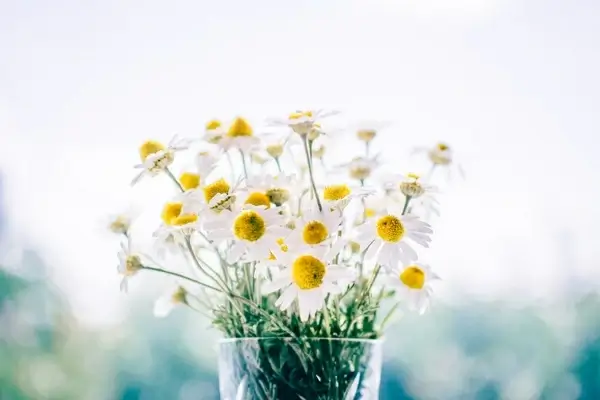 botany bouquet bright chamomile detail easter floral