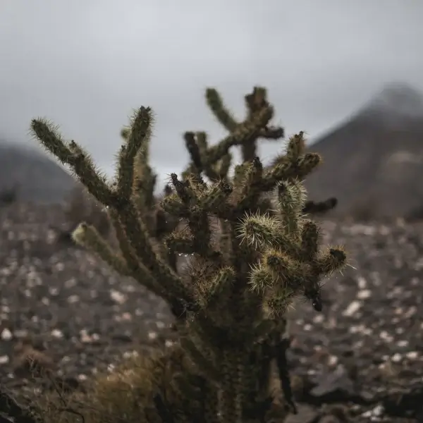 botany cacti cactus close closeup desert dry flower