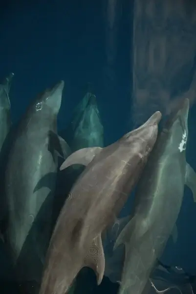 bottlenose dolphin sea marine mammal
