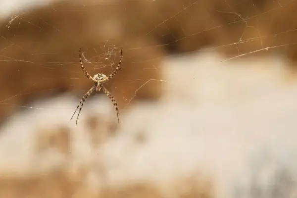 bottom of spider