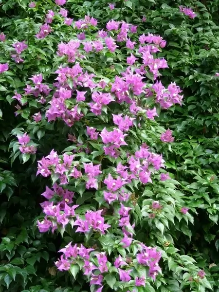 bougainvillea pink flower