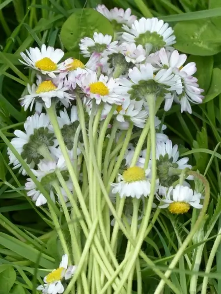 bouquet daisy flower