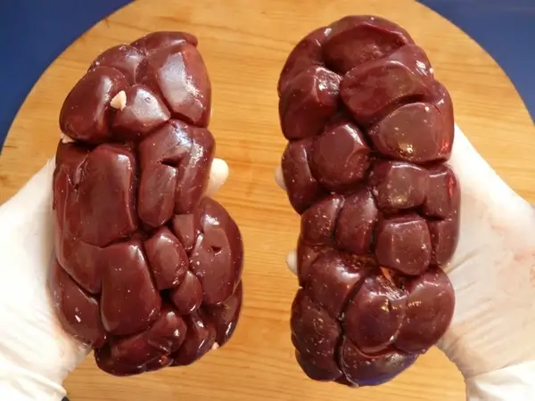 bovine kidney meat beef