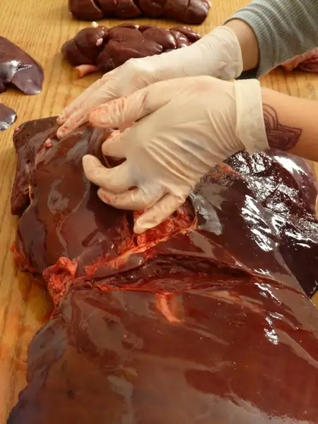 bovine liver meat beef