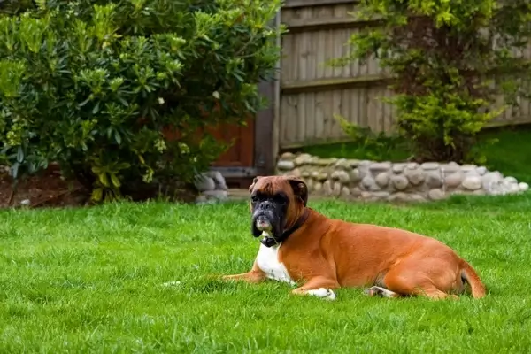 boxer dog canine pet