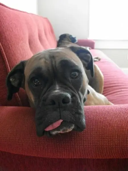 boxers