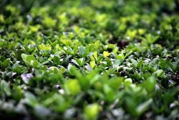 boxwood shrub
