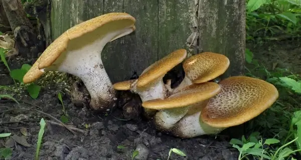 bracket fungi mushroom mushrooms