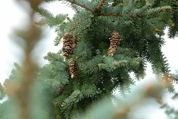 branch christmas christmas tree color conifer