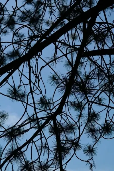 branch needles black pine