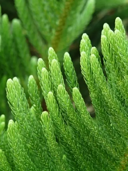 branch needles distinctive