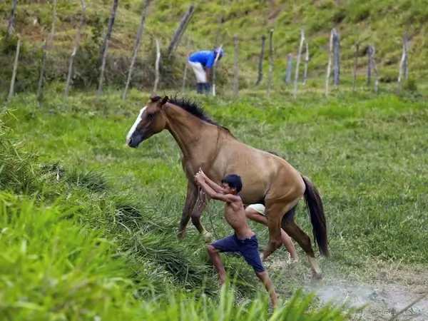 brazil countryside horse
