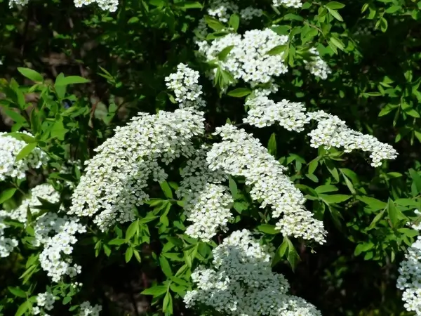 bride spiere bush ornamental shrub