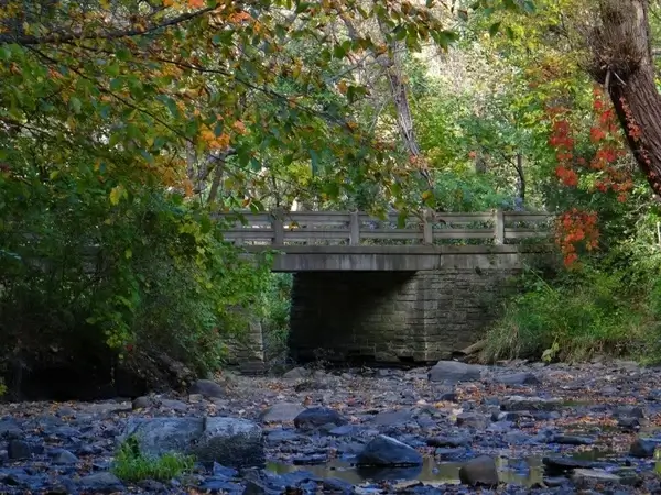 bridge in the woods