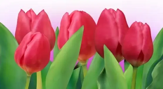 bright tulip 01 vector