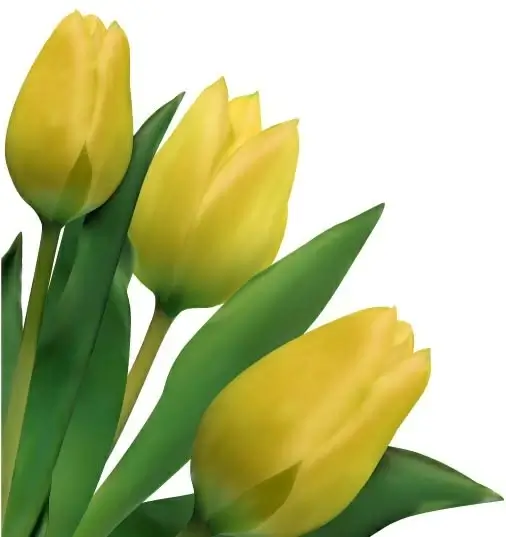 bright tulips 03 vector