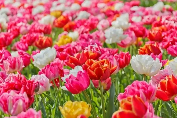 bright vivid flowers
