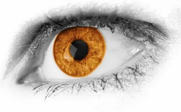 brown eye detail