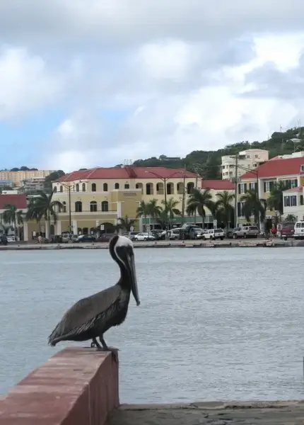 brown pelican