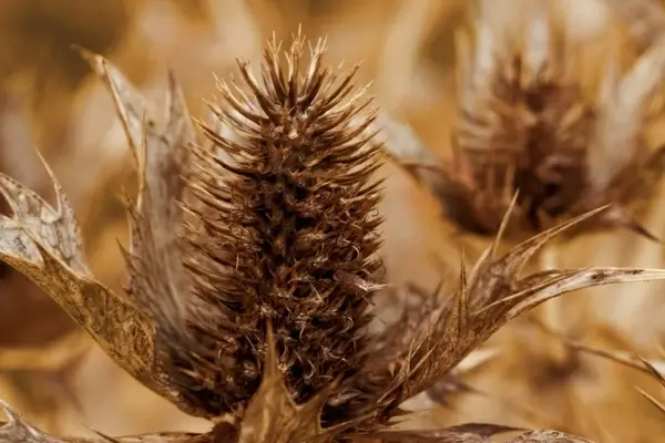brown thistle