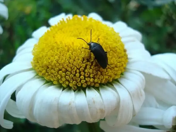 bug