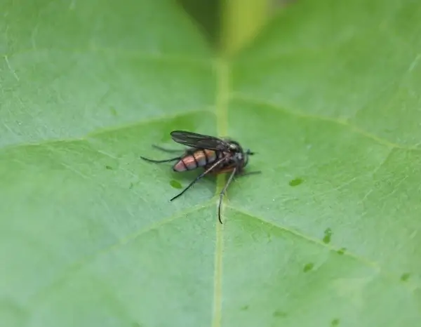 bug on a leaf