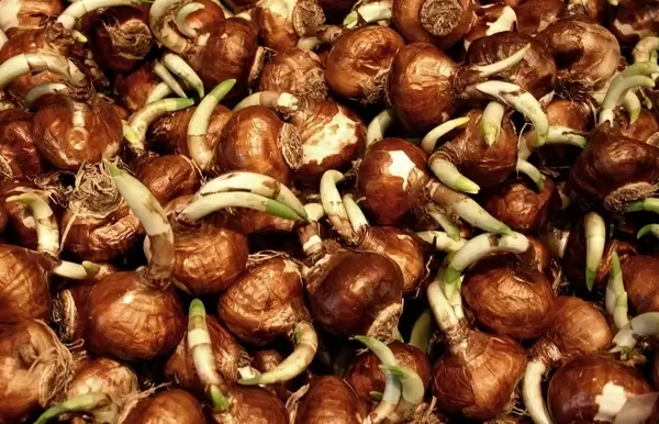 bulbs sprouting