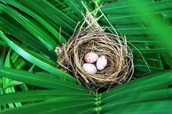 bulbul039s nest and eggs